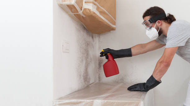 Professional Attic Mold Remediation technician working in Newton Lower Falls, MA