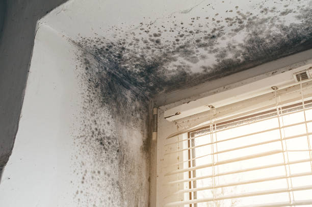 Affordable Attic Mold Remediation solutions in Newton Lower Falls, MA